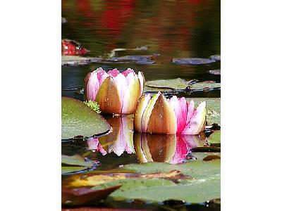 Photo Water Lillies Flower