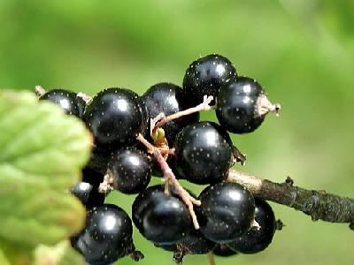 Photo Black Currant 1 Food