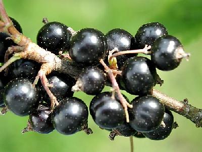 Photo Black Currant 3 Food