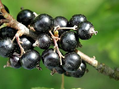 Photo Black Currant 4 Food