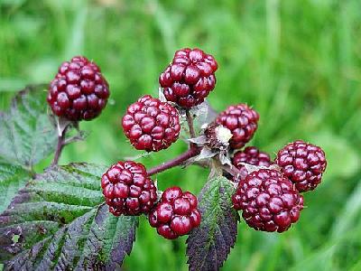 Photo Blackberries 1 Food