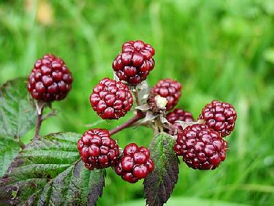 Photo Blackberries 2 Food