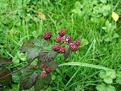 Photo Blackberries 3 Food