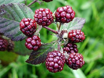 Photo Blackberries 4 Food