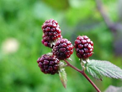 Photo Blackberries 5 Food