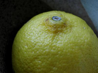 Photo Lemon 1 Food
