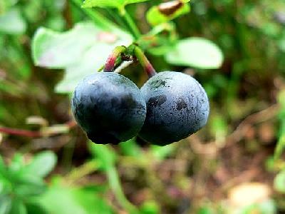 Photo Blueberries 3 Food