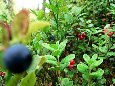 Photo Blueberries And Lingonberries Food