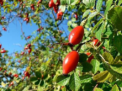 Photo Dog Rose Hips Food