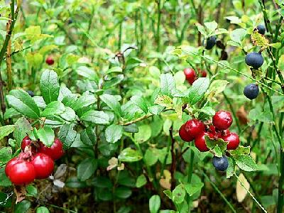 Photo Lingonberries Blueberries Food