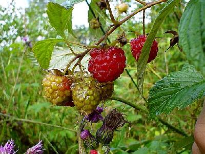 Photo Raspberries Food