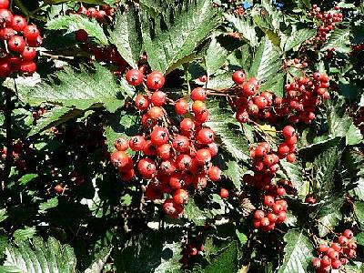 Photo Red Tree Berries Food