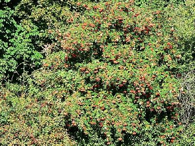 Photo Rowan Tree With Berries Food