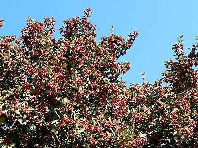 Photo Tree With Red Berries Food