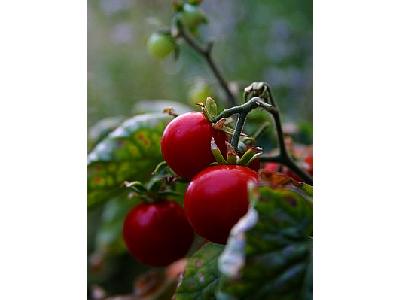 Photo Cherry Tomatoes Food