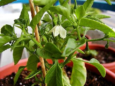 Photo Chilli Plants Food