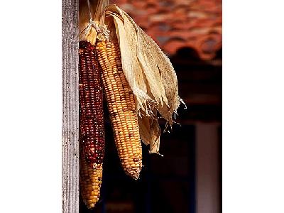 Photo Dried Corn Cobs Food