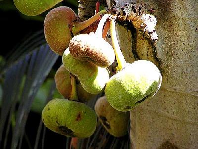 Photo Figs Food