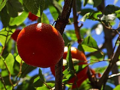 Photo Orange Tree Food