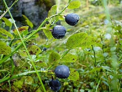 Photo Blueberries Food