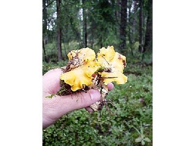 Photo Yellow Chantarelles Food