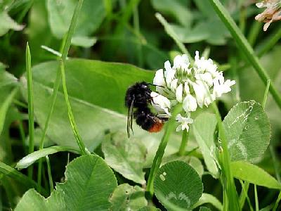 Photo Humble Bee Insect