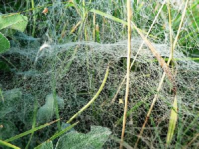 Photo Deep Covered Spider Web Insect