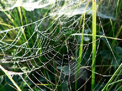Photo Dew Covered Spider Web Insect