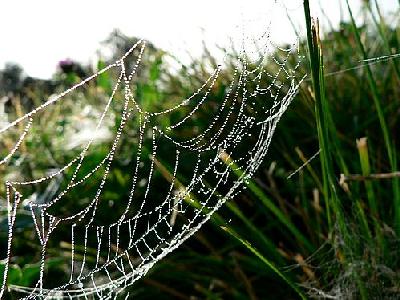 Photo Dew Covered Spider Web 2 Insect