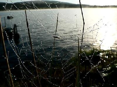 Photo Dew Covered Spider Web 3 Insect
