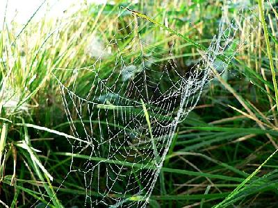 Photo Dew Covered Spider Web 4 Insect