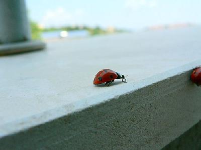 Photo Ladybug Closeup Insect