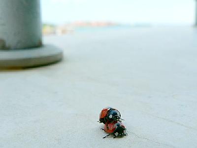 Photo Ladybugs Insect