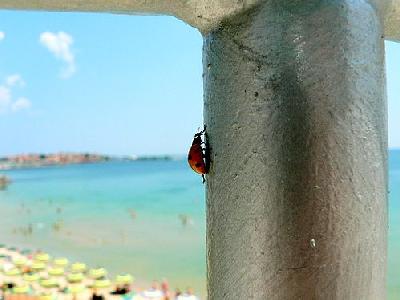 Photo Vertical Ladybug Insect