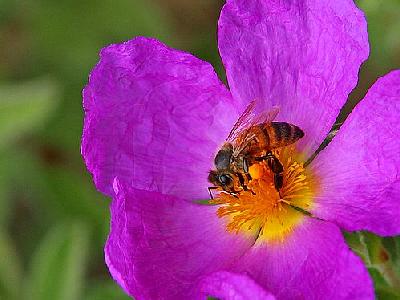 Photo Bee And Pollen Insect