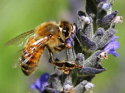 Photo Bee Flower Insect