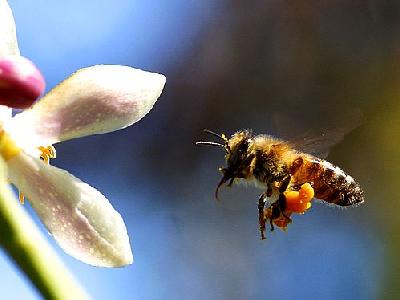 Photo Bee Pollen Insect