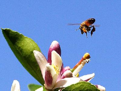 Photo Bee Pollen 2 Insect