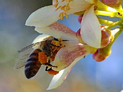 Photo Bee Pollen 5 Insect