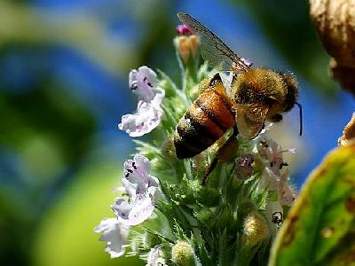 Photo Bee Trail Insect