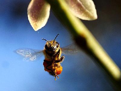 Photo Bee Wings 3 Insect