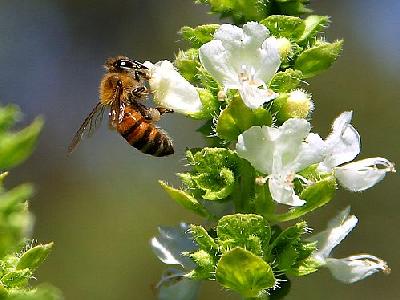 Photo Bees And Basil Insect