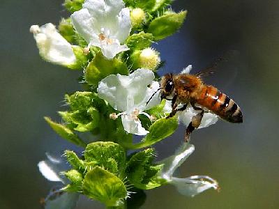 Photo Bees And Basil 2 Insect