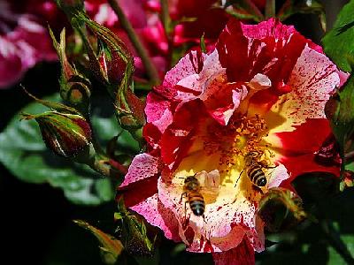 Photo Bees And Roses Insect