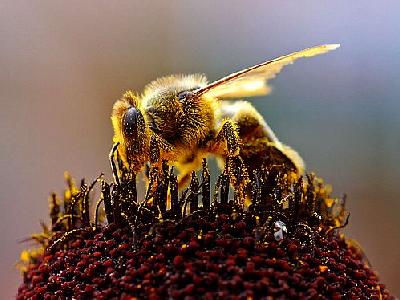 Photo Bees Collecting Pollen Insect