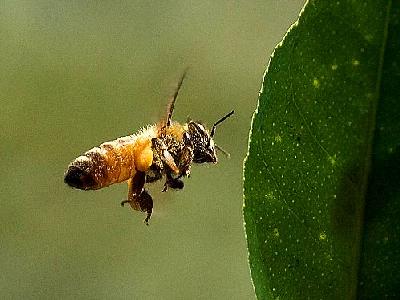 Photo Bees In Flight Insect