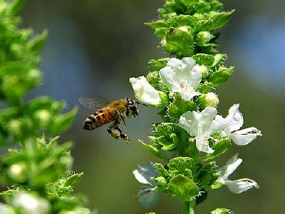 Photo Bees In Flight 2 Insect