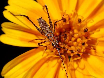 Photo Big Bug Insect