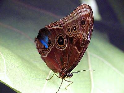 Photo Butterfly Insect