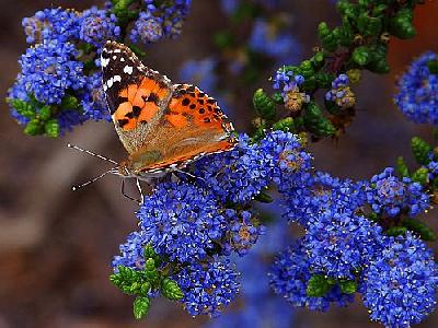 Photo Butterfly 6 Insect